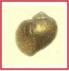 Pila occidentalis