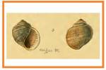 Pomacea exigua