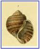 Pila adusta