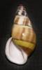 Amphidromus calvinabbasi