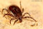 Ixodes ricinus - klíště obecné