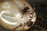 Ixodes ricinus - klíště obecné