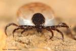 Ixodes ricinus - klíště obecné