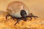 Ixodes ricinus - klíště obecné