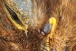 Ixodes ricinus - klíště obecné