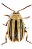 Disonycha interlineata