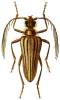 Vesperoctenus flohri