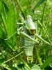 Polysarcus denticauda - kobylka zavalitá