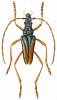 Toxitiades sericeus