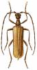 Vesperus strepens
