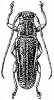 Callimetopus laterivitta