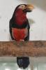 Lybius dubius - Bearded Barbet