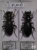 Megacephala megacephala