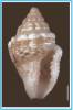 Euplica varians