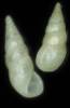 Moerchiella dorbignyi