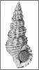 Batillaria australis - brakičník australský