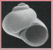 Cirsonella romettensis