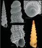 Metaxia taeniolata