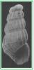 Parthenina emaciata