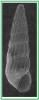 Parthenina terebellum