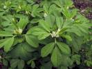 Trigonella foenum-graecum - Sicklefruit Fenugreek