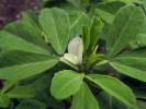 Trigonella foenum-graecum - Sicklefruit Fenugreek
