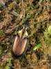 Agonum muelleri muelleri