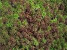 Sphagnum capillifolium - rašeliník ostrolistý