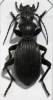 Termophilum fornasinii