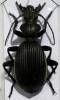 Termophilum massilicatum
