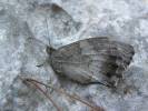 Hipparchia statilinus statilinus