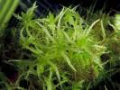 Sphagnum australe