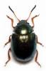 Colaphellus sophiae hoefti