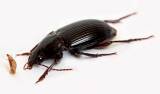 Amara equestris equestris