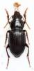 Amara aulica