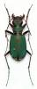 Cicindela campestris pontica