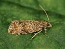 Celypha capreolana