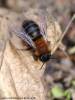 Andrena clarkella