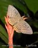 Eurybia patrona