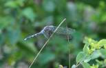 Orthetrum brachiale