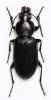 Poecilus puncticollis