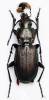Pterostichus ottomanus