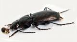 Pterostichus ottomanus