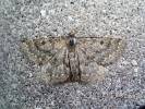 Gnophos obfuscata