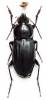 Poecilus versicolor