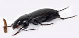 Poecilus versicolor