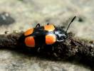 Episcapha xanthopustulata