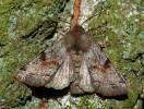 Orthosia incerta - jarnice březnová