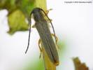 Oberea histrionis