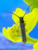 Oberea histrionis